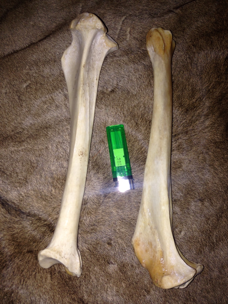 number of bones in the upper limb of a lion front leg