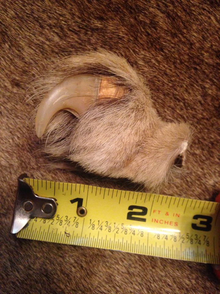 Vintage African Lion Claw 4 Bones to Pick