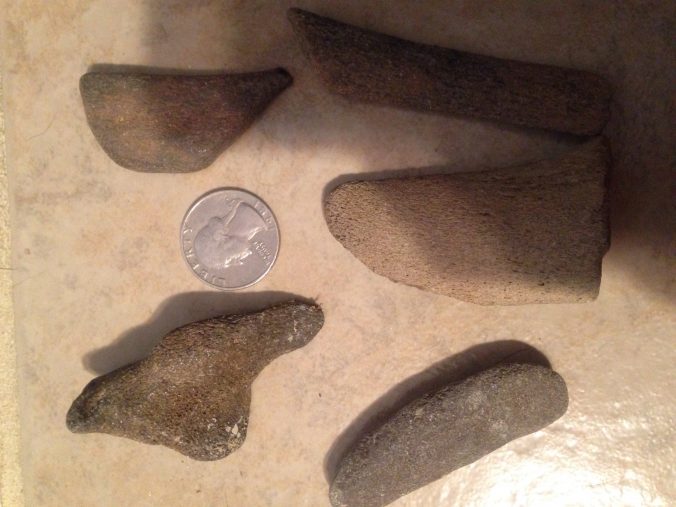 Whale bone samples